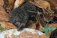 NEWS - Igel